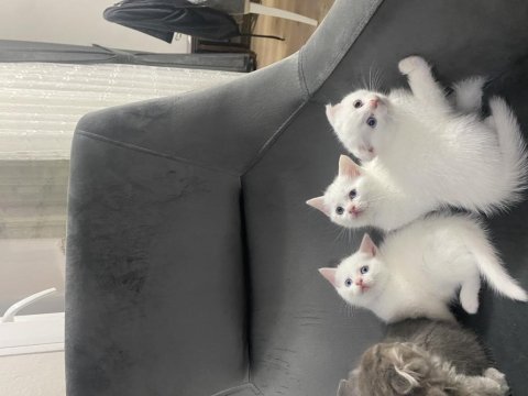 Scottish ve british shorthair kediler
