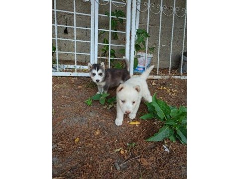Orjinal husky
