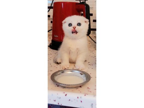 Scottish fold