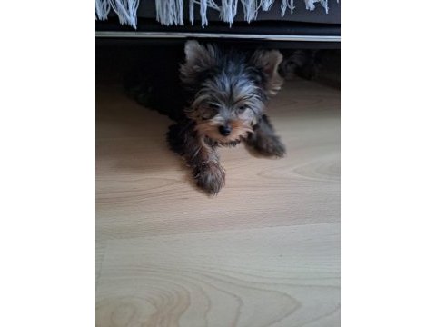 Kuduruk erkek kardeş köpekler son 3 yavru