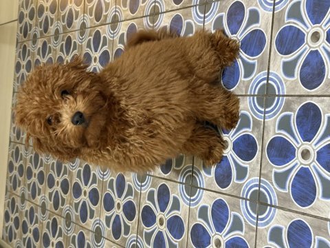 Poodle kukimiz yeni evini bekliyor