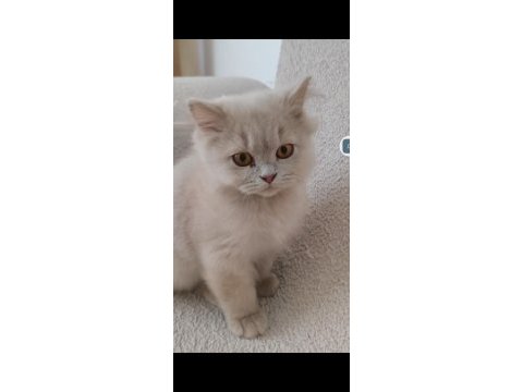 British longhair fawn