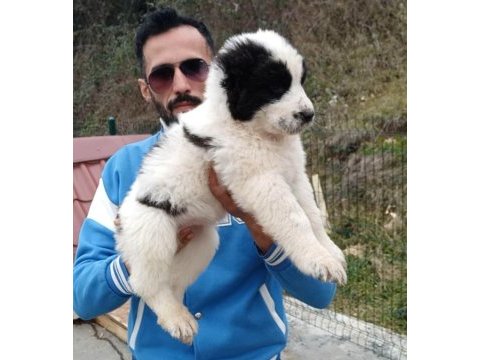 Dikkat çeken alabay yavruları