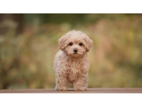 Mini boy maltipoo bebeklerimiz