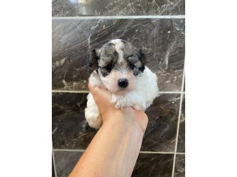 Minyatür orjinal morkie yavrular