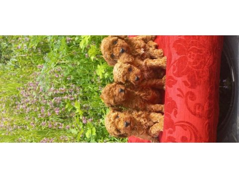 Bal böcekleri poodle köpekler