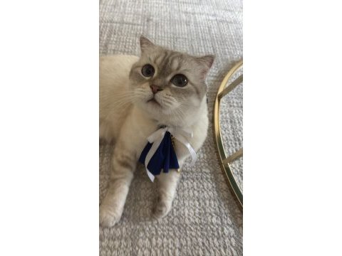 Uysal uyumlu scottish fold