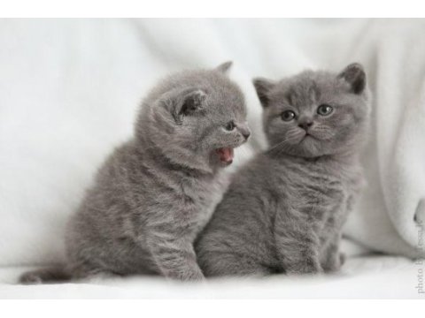 A+ a62 orjinal british shorthair yavrularımız hazır