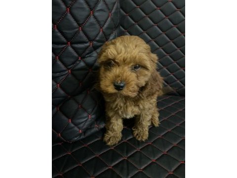 Dişi sevimli poodle yavrumuz