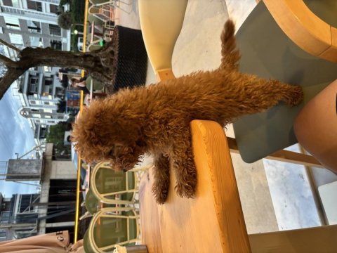 Toy poodle köpeği