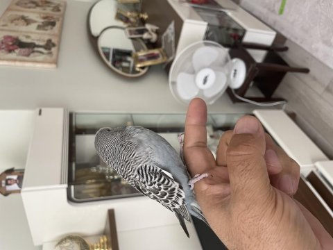 45 günlük şov jumbo ele alışkın