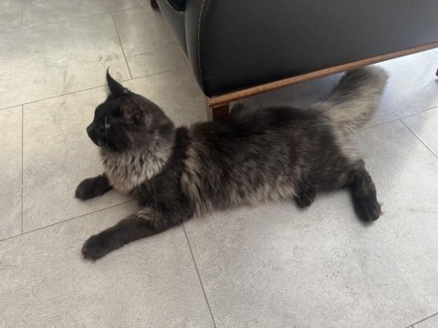 Yeni ailesine gitmeye hazır maine coon