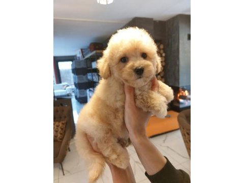 Akıllı ve tüy dökmeyen karakteriyle maltipoo yavrusu