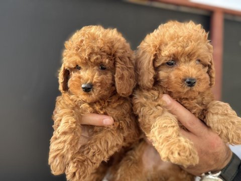 Petmode köpek çiftliğinde ziyarete açık toy poodle