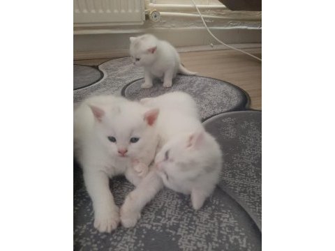 Yavru british longhair