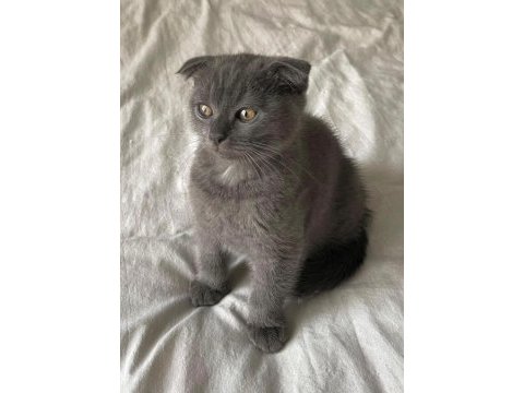 Minik scottish fold oğluşumuza yuva arıyoruz