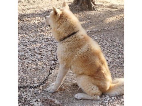 Erkek dişi japon akita
