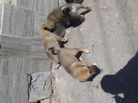 Has kangal isteyenler ana baba belli