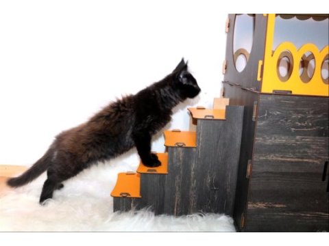 Dernek kayıtlı full şecereli aşıları tamam maine coon erkek