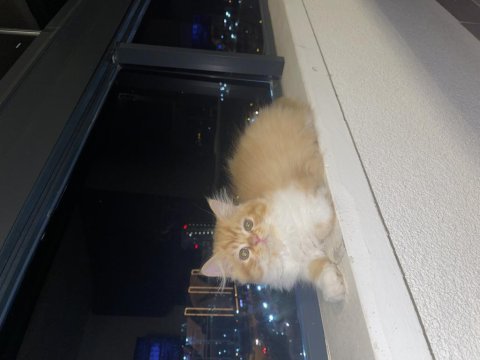 Chinchilla bebekler ailelerini arıyor