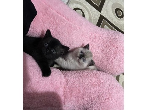 Sütlaç yuva arıyor british shorthair