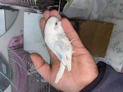 Yeni yeme düşmüş muhabbet kuşu yavrular