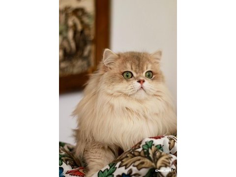 Safkan british longhair blue golden