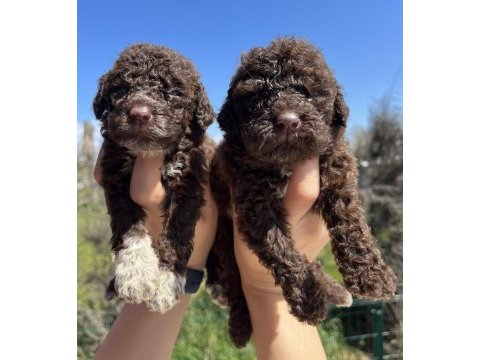 Mükemmel lagotto romagnolo yavrularımız