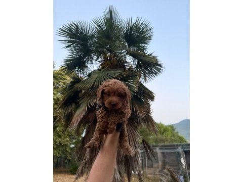 Redbrown maltipoo 