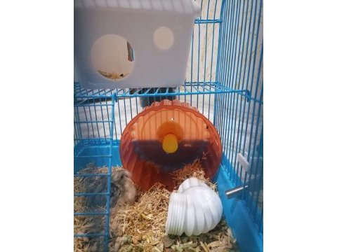 Ailenizin sevimli hamster tontonu