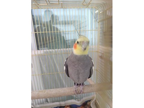 Jumbo orijinal damızlık 2 yaşında sultan papağanı