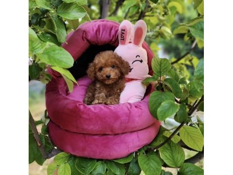 Toypoodle yavrularımız 