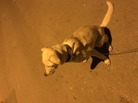 Labrador köpeğimiz sütlaç için yuva
