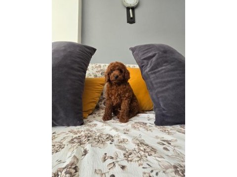 Kore kan erkek poodle
