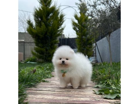 Teddy bear kar beyaz erkek 3 aylık pomeranian