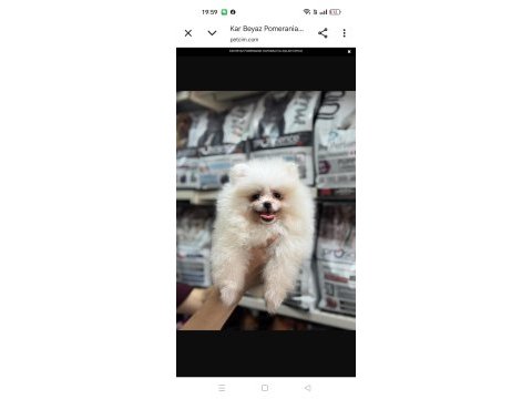 Pomeranian boo dişi 3 aylık