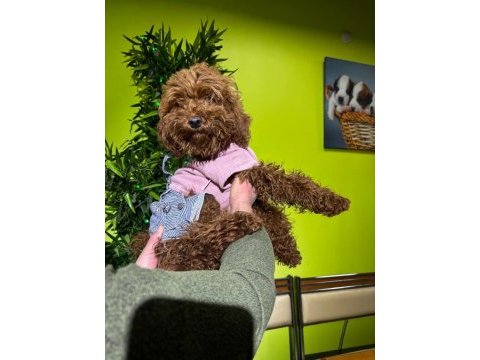 Toy poodle brown