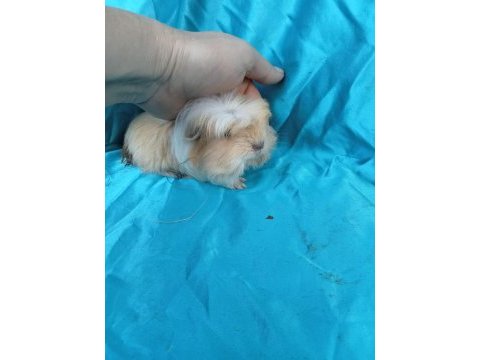En güzel coronet guinea pig yavrular