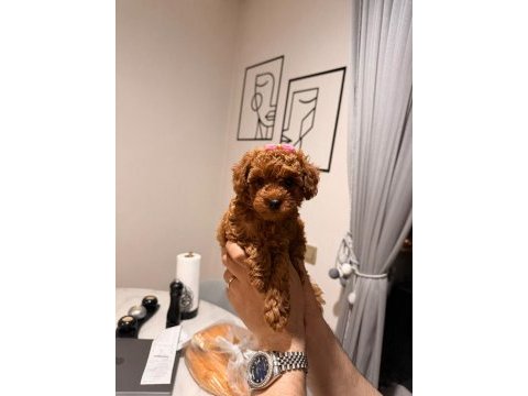 Poodle kız bebeğimiz