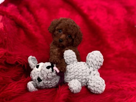 Teacup toy poodle