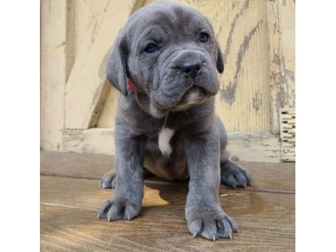 Safkan dişi ve erkek blue cane corso yavrularımız
