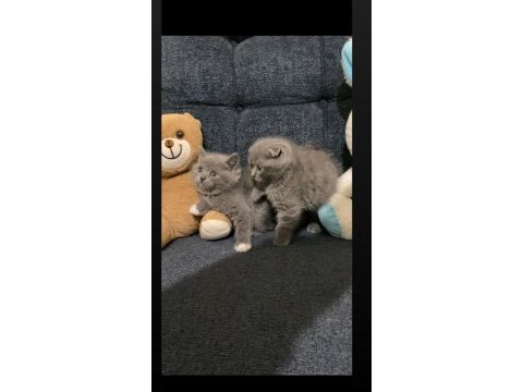 Ayı surat gri british shorthair yavrularımız
