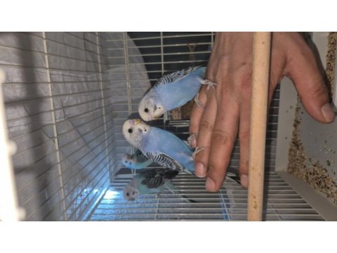 1 aylık muhabbet kuşu yavrular ele kula alıştırmalık