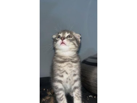 Sıfır kulak scottish fold lilac nadir renk