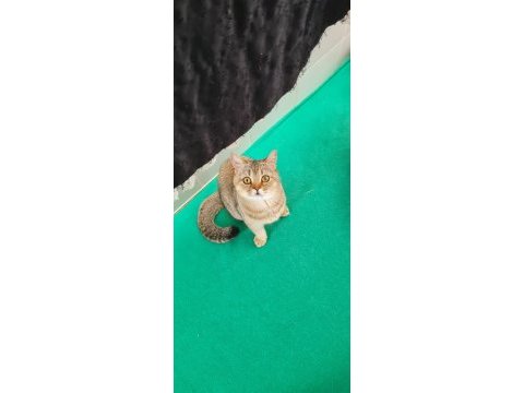 Golden british shorthair