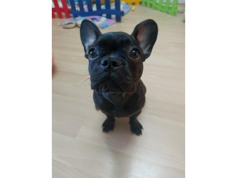 5 aylık fransız bulldog dişi yavrularım