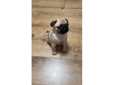 A sınıf pug mops