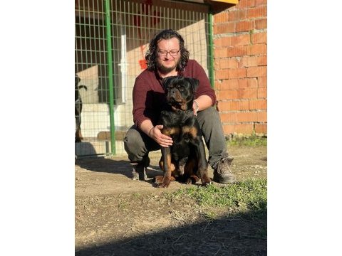 Rottweiler yavruları üretim ve satış çiftliğinden