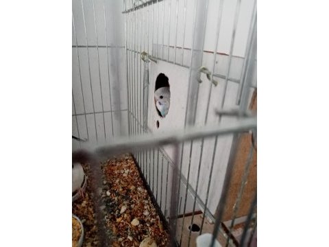 Ev üretimi albino muhabbet kuşlar mevcuttur