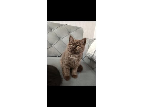 Siyah ve kahverengi british shorthair